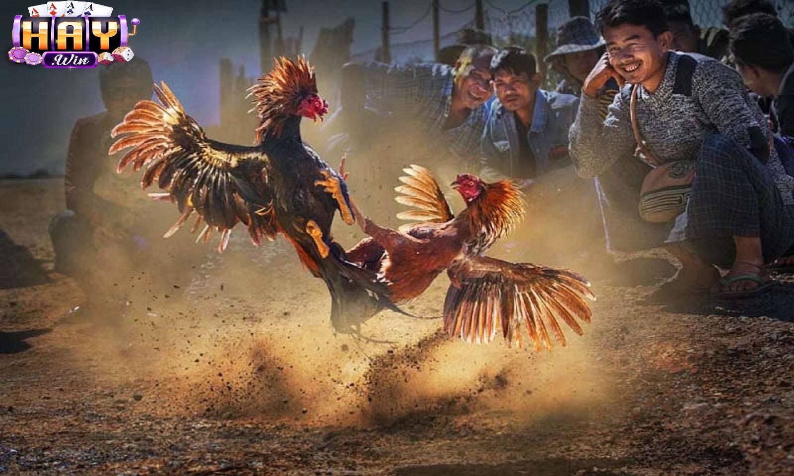 Tổng Quan Về Đá Gà Haywin