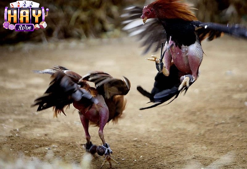 Các Vấn Đề Trải Nghiệm
