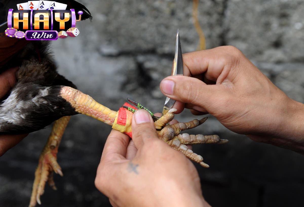 Tổng Quan Đá Gà Cựa Dao Haywin