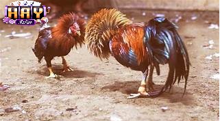 Điểm Hấp Dẫn Đá Gà Cựa Dao Haywin