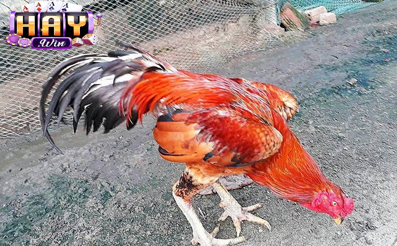 Đá Gà Cựa Sắt Haywin Là Gì?