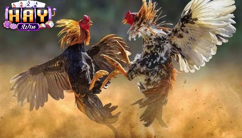 Trình Tổ Chức Trận Đấu