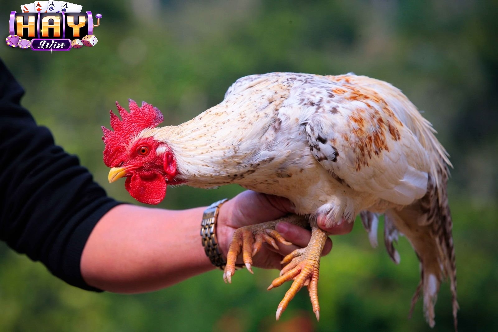 Vì Sao Đá Gà Thomo Haywin Được Yêu Thích?
